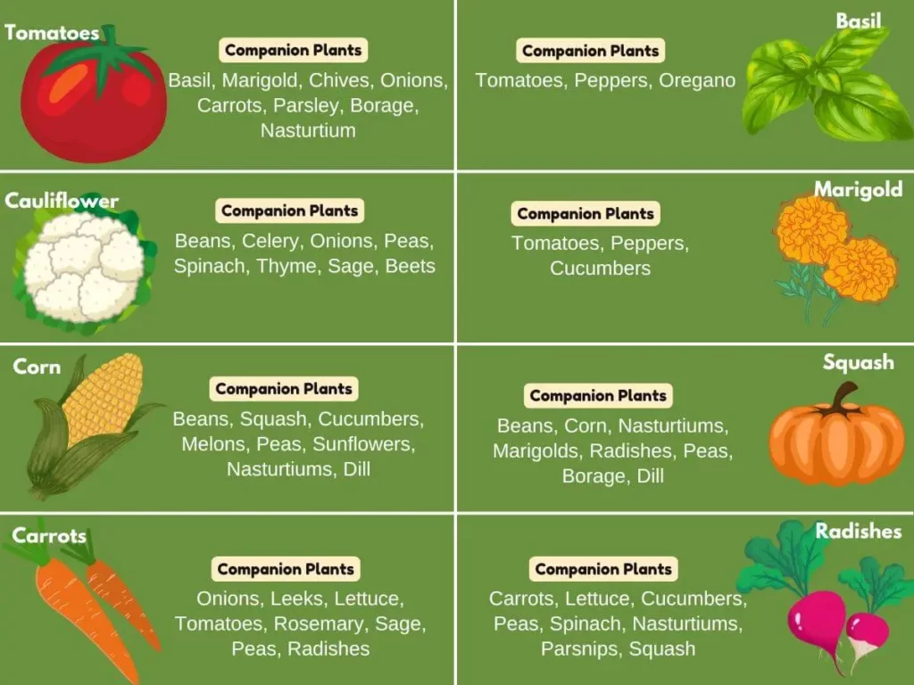 Companion Planting Chart