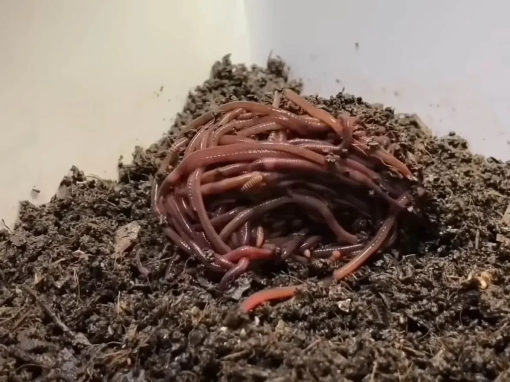 Vermicomposting method