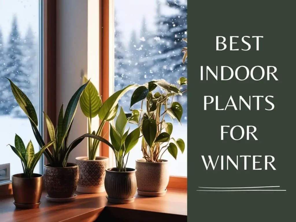 Best Indoor Plants for the Winter