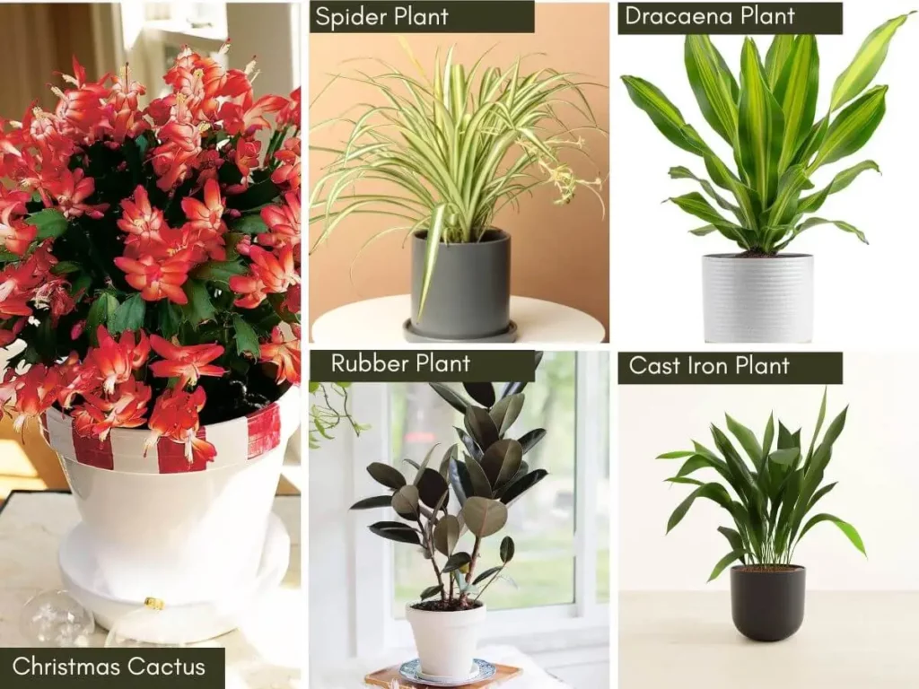 Different types of indoor plants for winter season