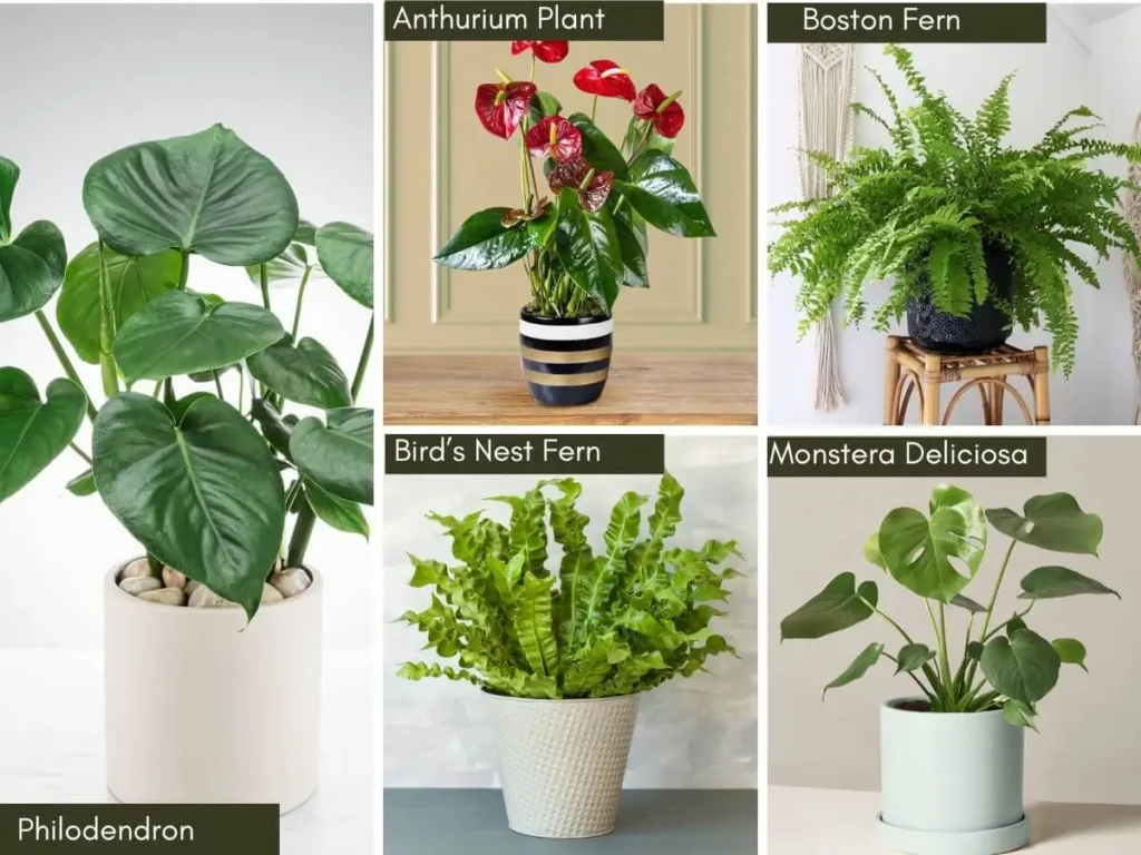 Winter indoor plants, Monstera Deliciosa,Bird’s Nest Fern,Boston Fern,AnthuriumPhilodendron,Cast Iron Plant