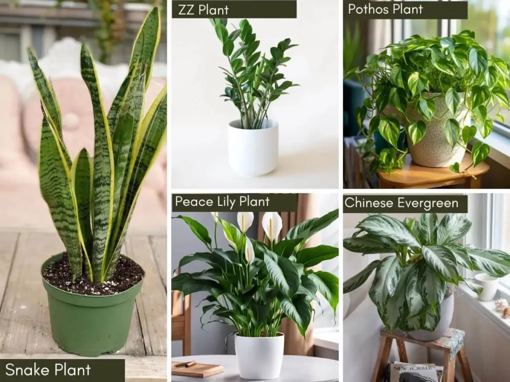 Winter indoor plants Snake Plant,Pathos,ZZ plant,Peace Lily,Chinese Evergreen