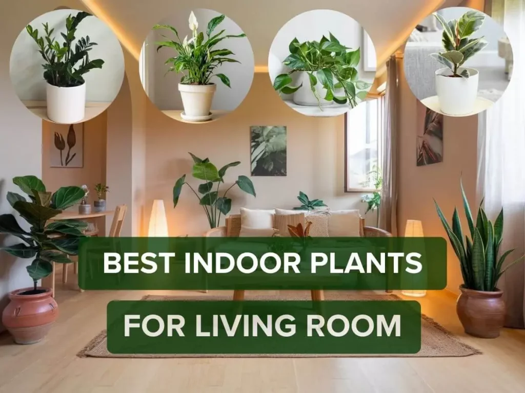 Best Indoor Plants for Living Room