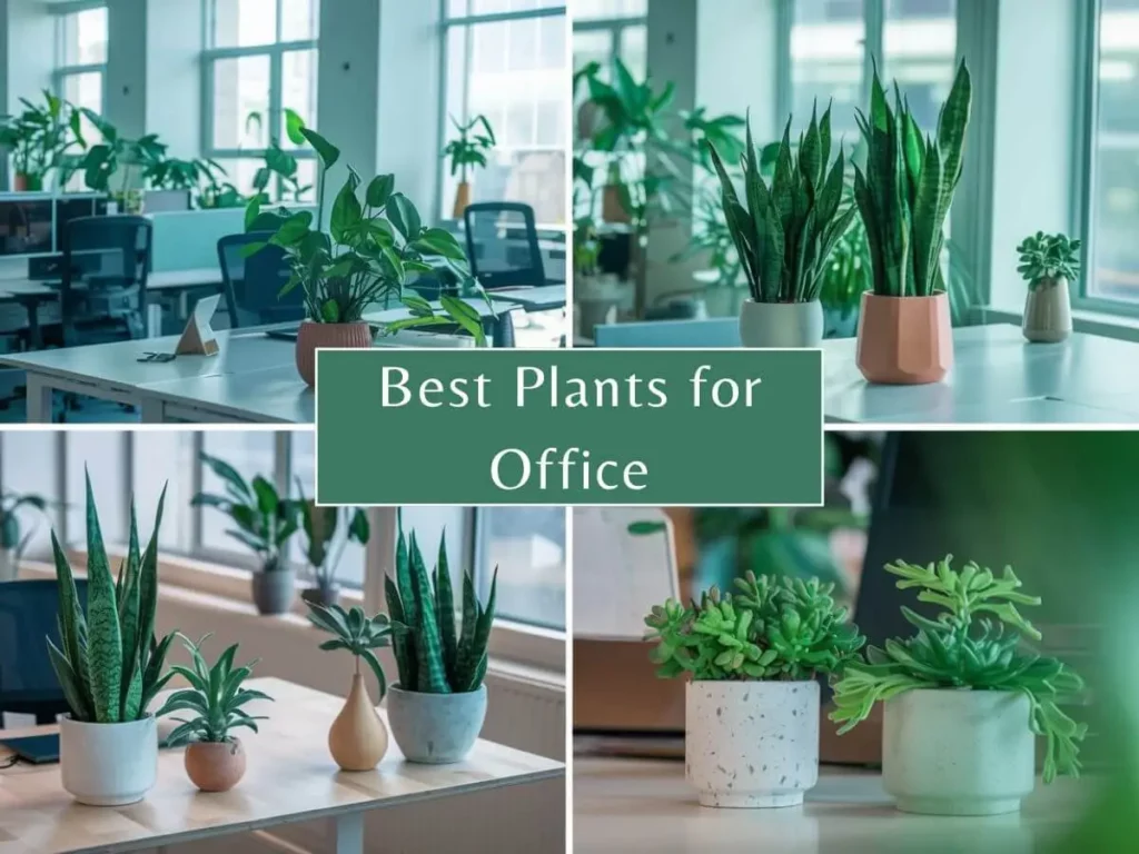 Best Indoor Plants for Office